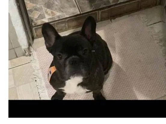 Cachorro raça Boston Terrier idade 4 anos nome Tino