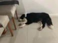 Cachorro raça Border Colie idade  nome Marry