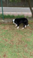 Cachorro raça Border Colie idade  nome Marry