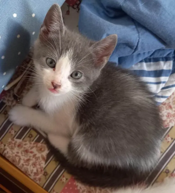 Gato ra a SRD-ViraLata idade Abaixo de 2 meses nome Amorzinho