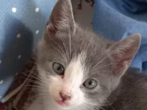 Gato raça SRD-ViraLata idade Abaixo de 2 meses nome Amorzinho