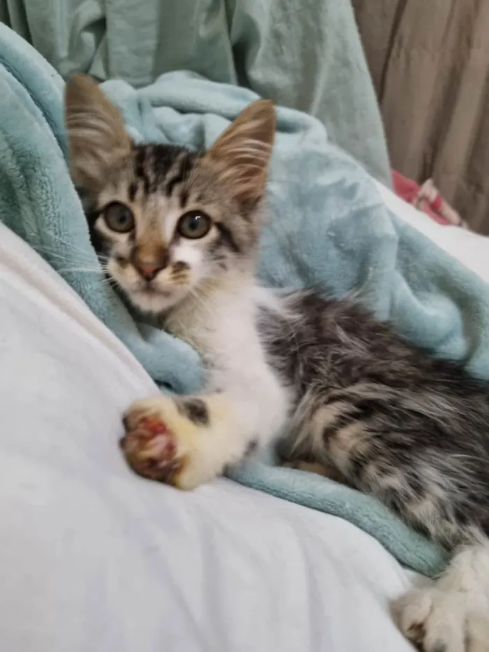 Gato raça SRD-ViraLata idade 2 a 6 meses nome Mec