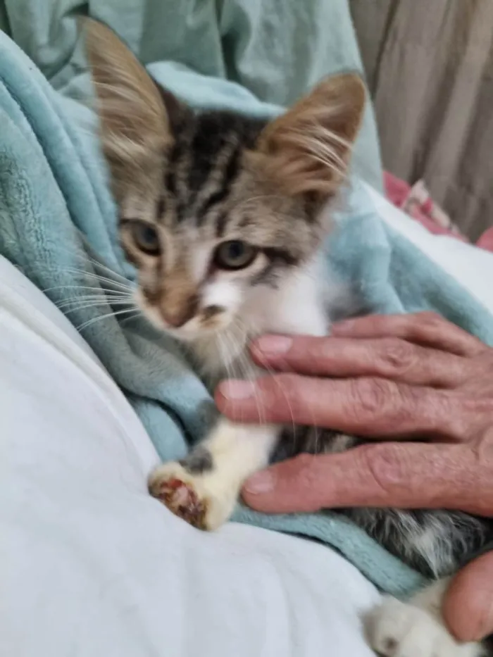 Gato raça SRD-ViraLata idade 2 a 6 meses nome Mec