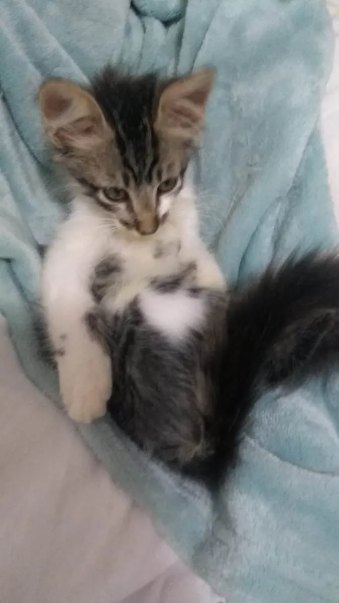 Gato raça SRD-ViraLata idade 2 a 6 meses nome Mec