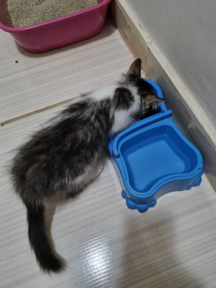 Gato raça SRD-ViraLata idade 2 a 6 meses nome Mec