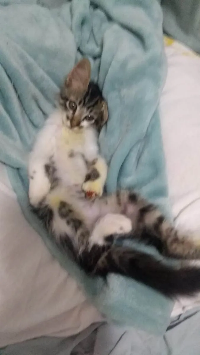 Gato raça SRD-ViraLata idade 2 a 6 meses nome Mec