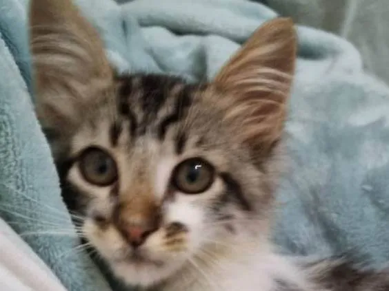 Gato raça SRD-ViraLata idade 2 a 6 meses nome Mec