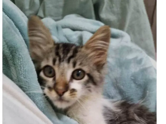 Gato raça SRD-ViraLata idade 2 a 6 meses nome Mec