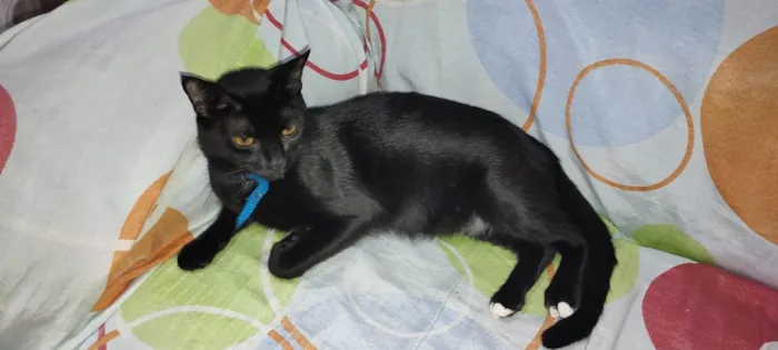 Gato ra a  idade 7 a 11 meses nome Dália 