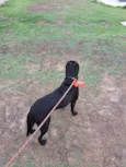 Cacau