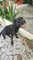 Cacau