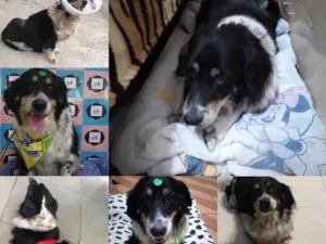 Cachorro raça SRD-ViraLata idade 6 ou mais anos nome Saimon