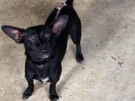 Cachorro ra a SRD-ViraLata idade 2 anos nome Pandora