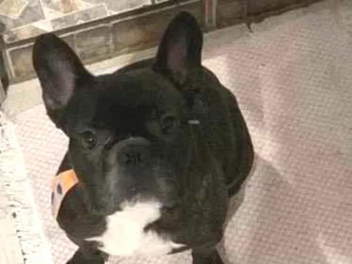 Cachorro raça Boston Terrier idade 4 anos nome Tino