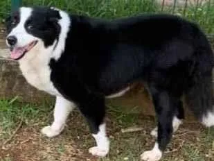 Cachorro raça Border Colie idade  nome Marry