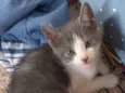 Amorzinho