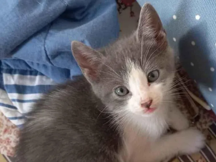 Gato ra a SRD-ViraLata idade Abaixo de 2 meses nome Amorzinho