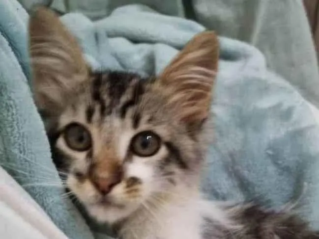 Gato raça SRD-ViraLata idade 2 a 6 meses nome Mec