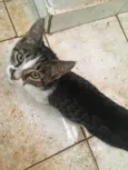 Milo, Luda, Seola, Arnold