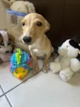 Cachorro raça SRD-ViraLata idade 2 a 6 meses nome Dory