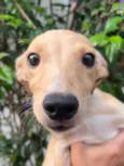 Cachorro raça SRD-ViraLata idade 2 a 6 meses nome Dory