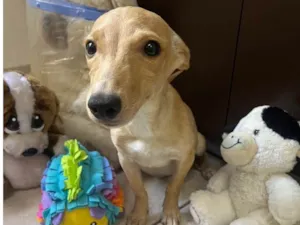 Cachorro raça SRD-ViraLata idade 2 a 6 meses nome Dory