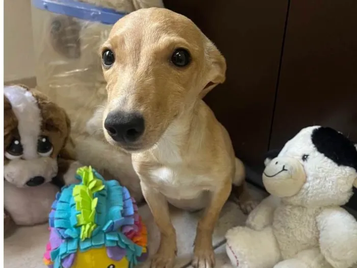 Cachorro raça SRD-ViraLata idade 2 a 6 meses nome Dory