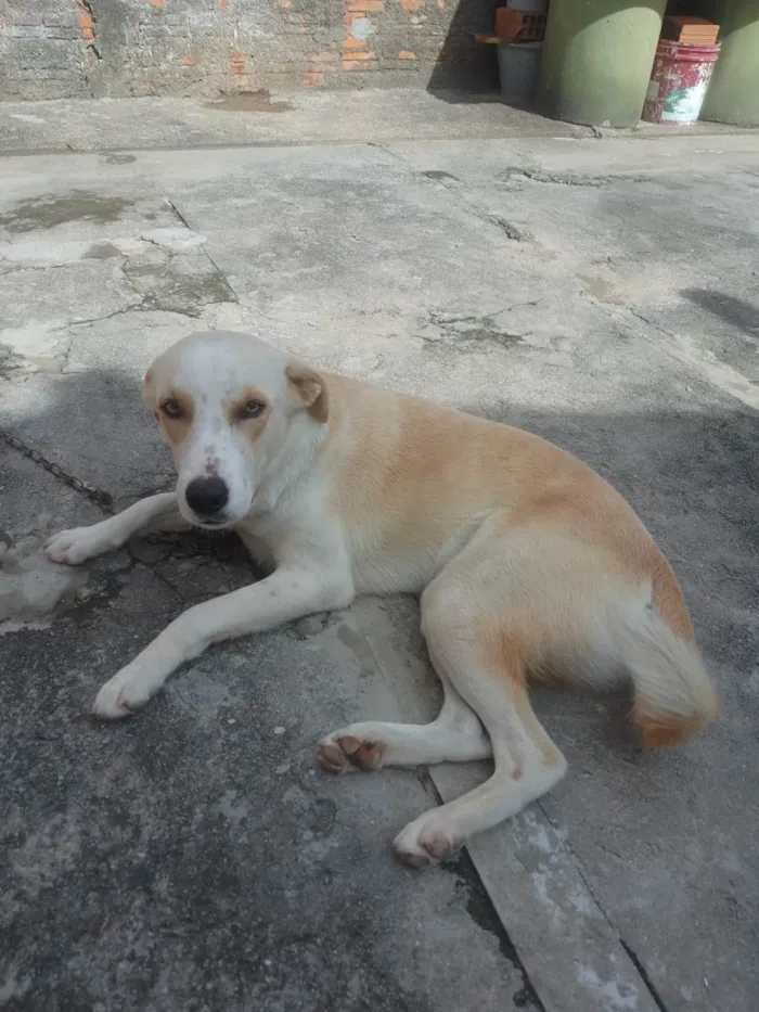 Cachorro ra a Labrador idade 1 ano nome DUCKI