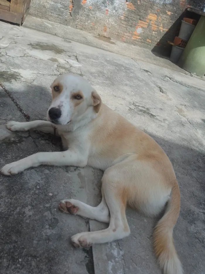 Cachorro ra a Labrador idade 1 ano nome DUCKI