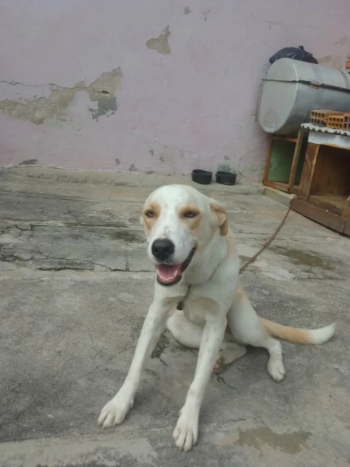 Cachorro ra a Labrador idade 1 ano nome DUCKI