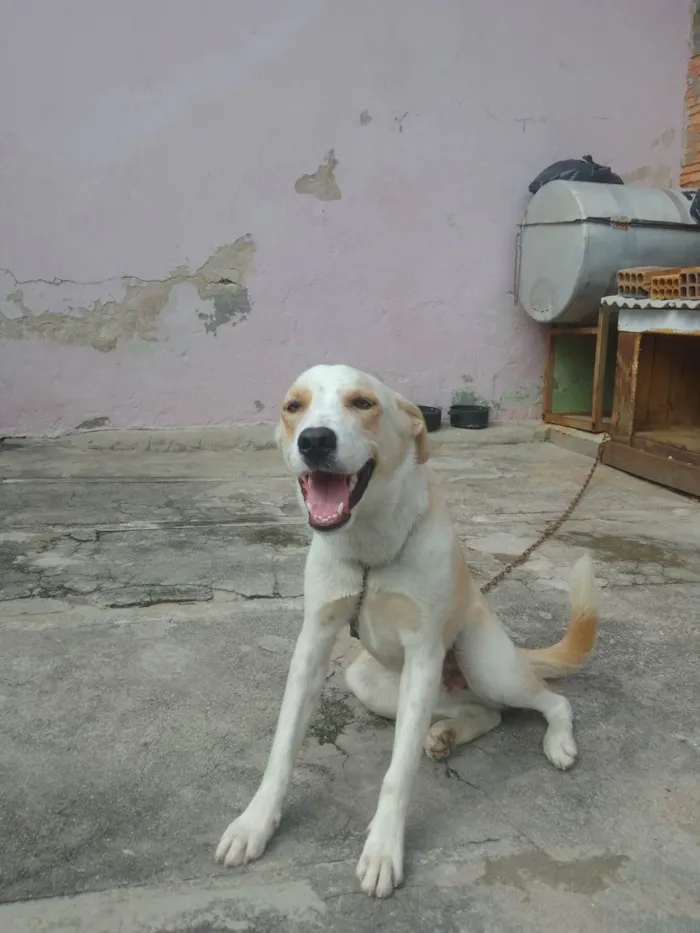 Cachorro ra a Labrador idade 1 ano nome DUCKI