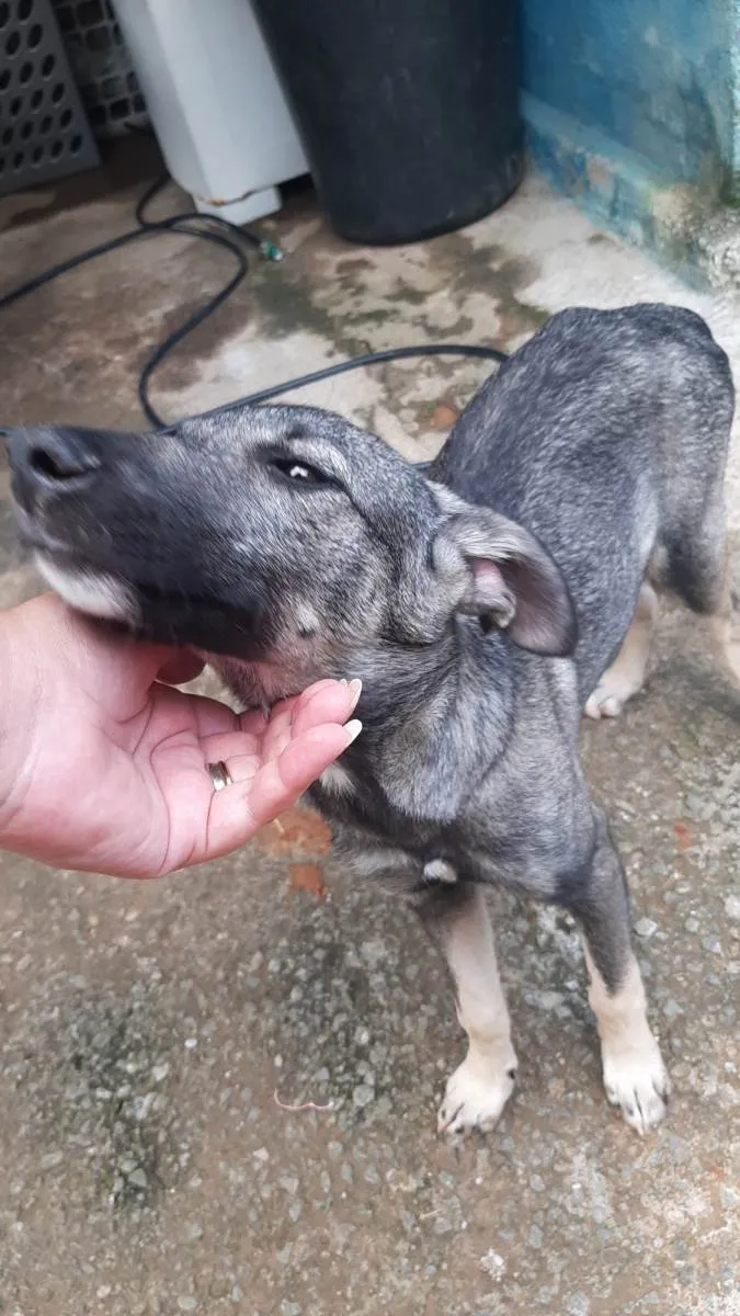 Cachorro ra a SRD-ViraLata idade 2 a 6 meses nome Tuca