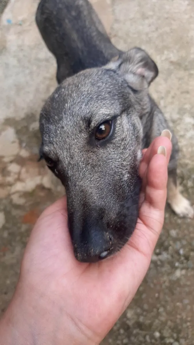 Cachorro ra a SRD-ViraLata idade 2 a 6 meses nome Tuca