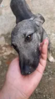 Tuca