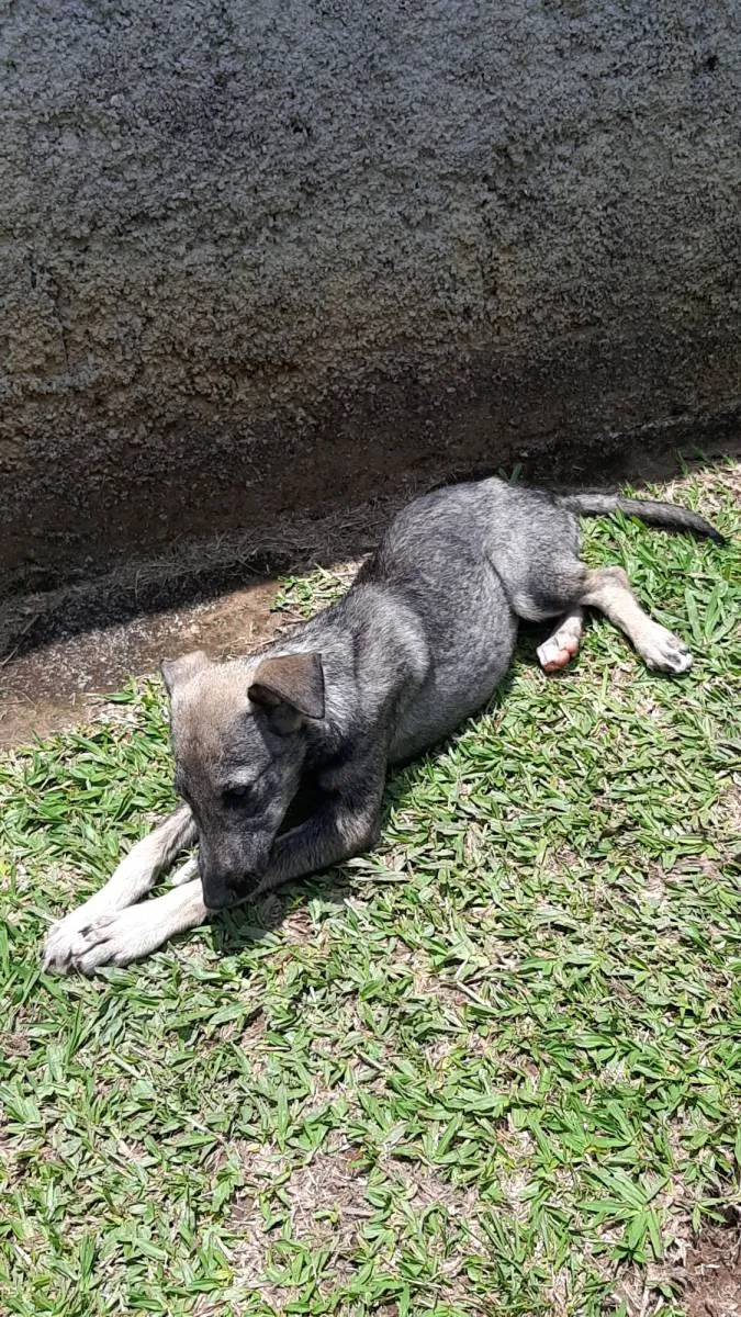 Cachorro ra a SRD-ViraLata idade 2 a 6 meses nome Tuca