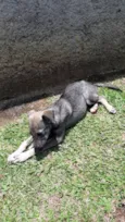 Tuca