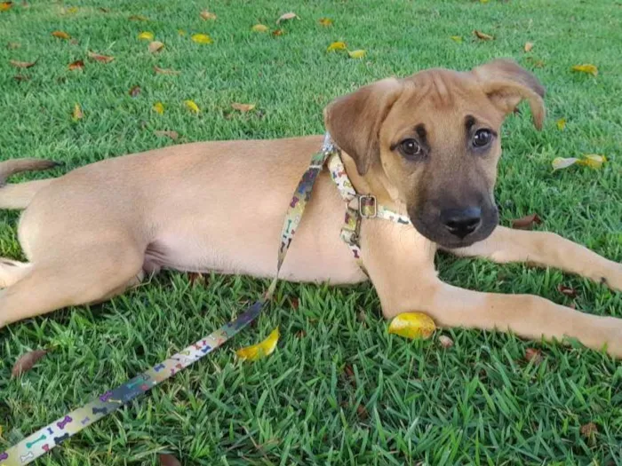 Cachorro ra a SRD-ViraLata idade 2 a 6 meses nome Bob