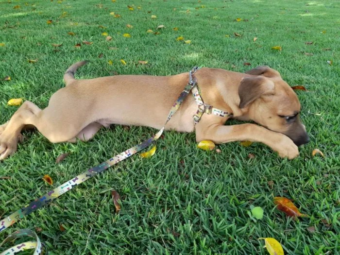 Cachorro ra a SRD-ViraLata idade 2 a 6 meses nome Bob