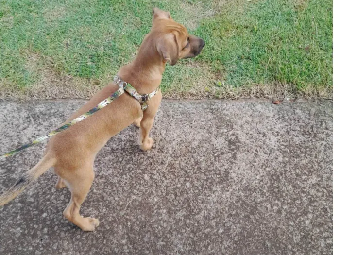 Cachorro ra a SRD-ViraLata idade 2 a 6 meses nome Bob