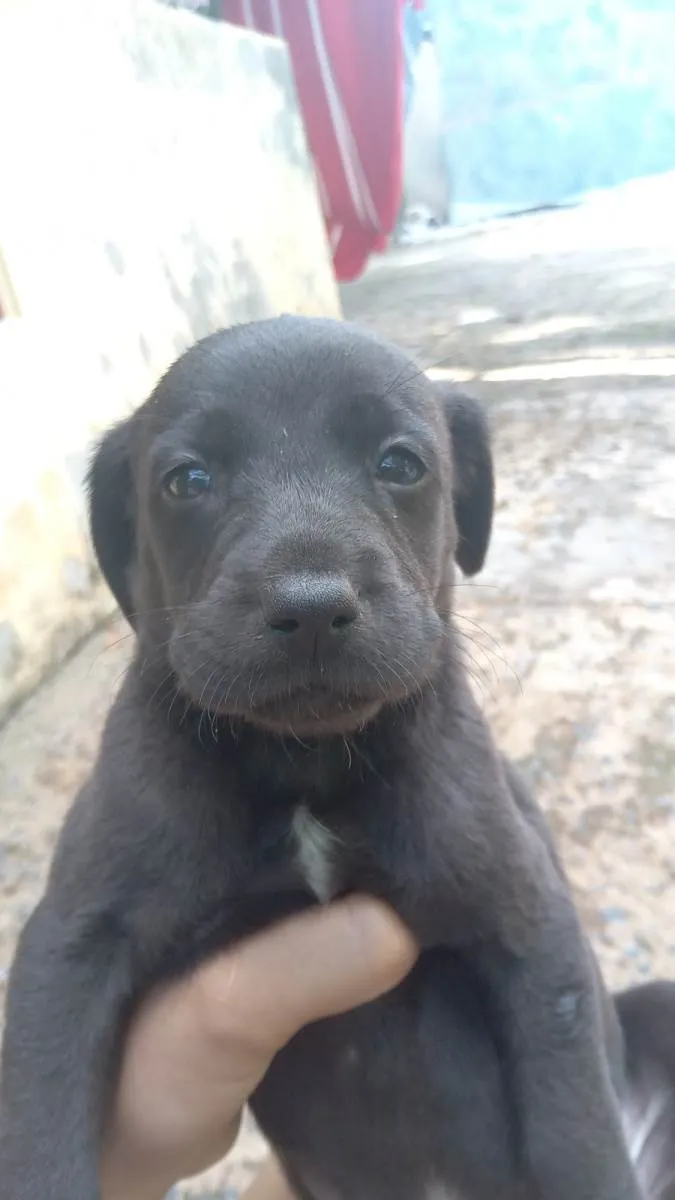 Cachorro ra a Vira lata idade Abaixo de 2 meses nome chicletinho 