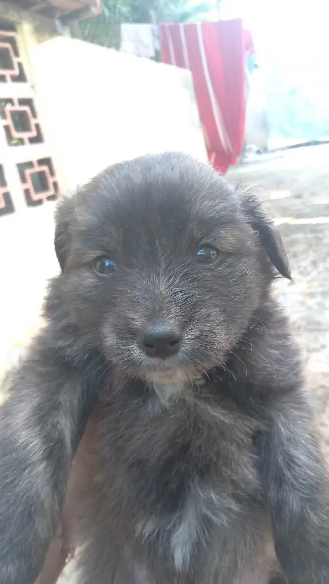 Cachorro ra a Vira lata idade Abaixo de 2 meses nome chicletinho 