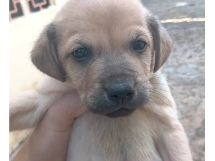 Cachorro ra a Vira lata idade Abaixo de 2 meses nome chicletinho 