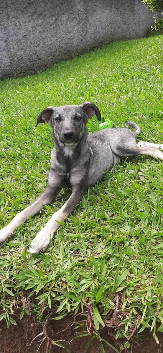 Cachorro ra a SRD-ViraLata idade 2 a 6 meses nome Tuca