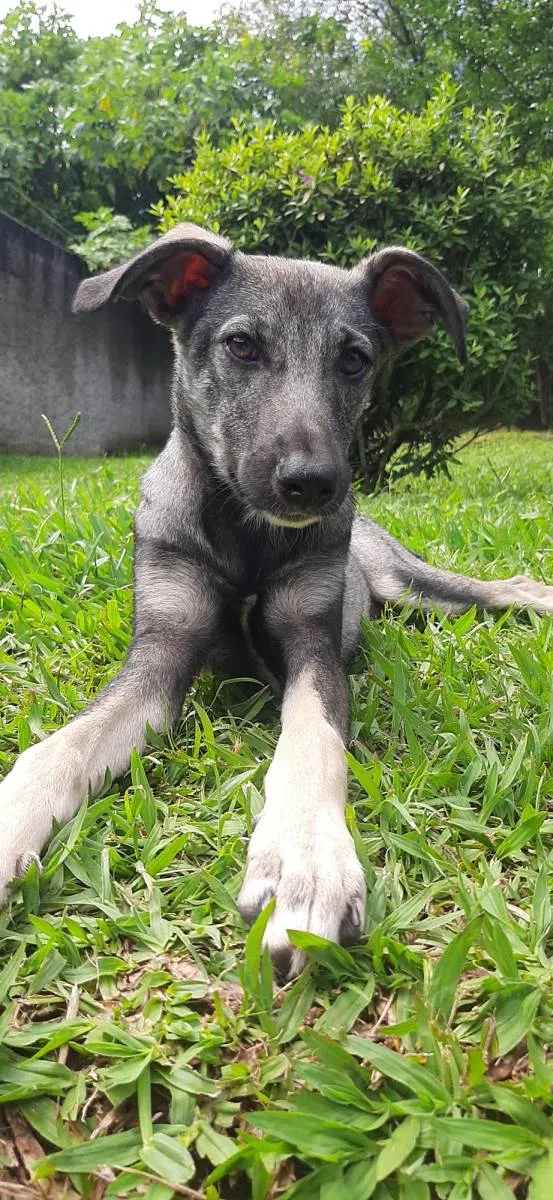 Cachorro ra a SRD-ViraLata idade 2 a 6 meses nome Tuca