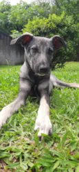 Tuca
