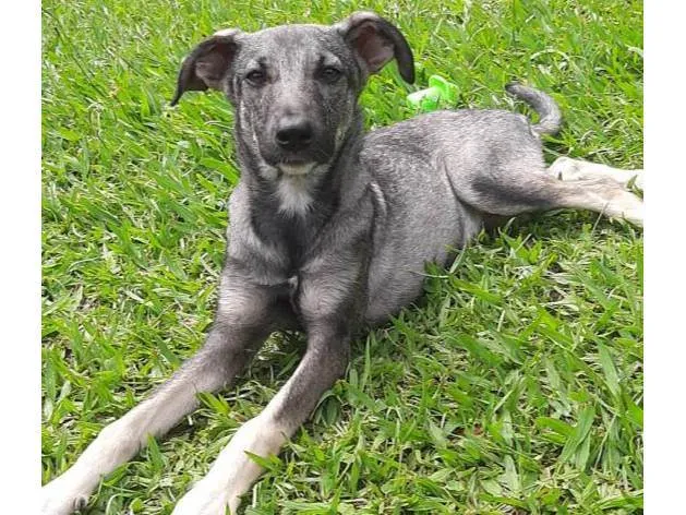 Cachorro ra a SRD-ViraLata idade 2 a 6 meses nome Tuca