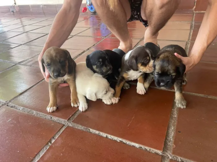 Cachorro ra a SRD-ViraLata idade 2 a 6 meses nome filhotes 
