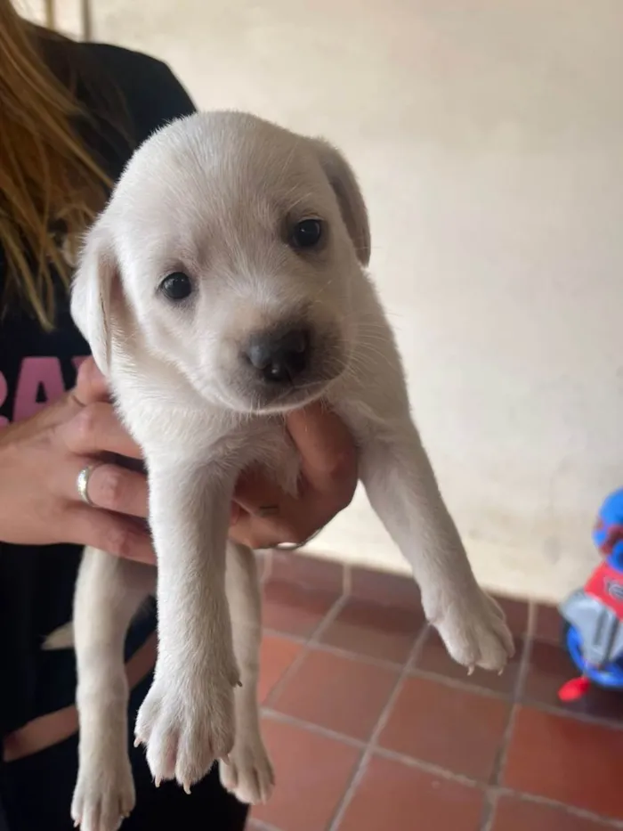 Cachorro ra a SRD-ViraLata idade 2 a 6 meses nome filhotes 