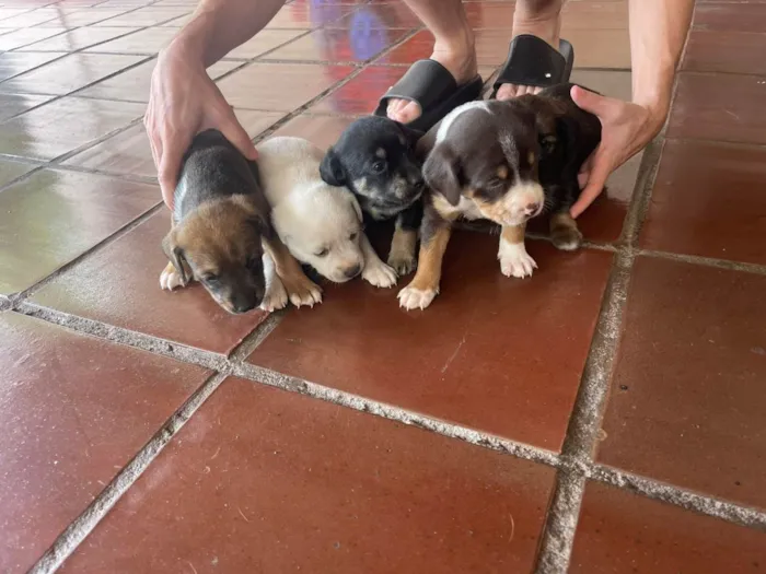 Cachorro ra a SRD-ViraLata idade 2 a 6 meses nome filhotes 