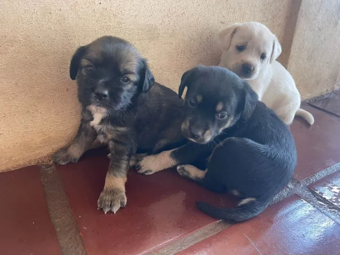 Cachorro ra a SRD-ViraLata idade 2 a 6 meses nome filhotes 